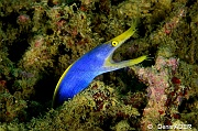 Rhinomuraena quaesita murene ruban male-Wakatobi Pasar wajo Beach-7m-20180602-Denis-ADER-DSC_3260_tn